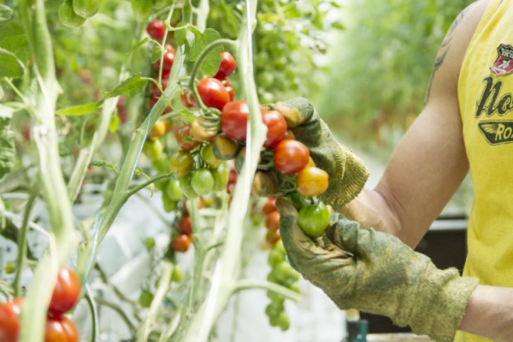 Meer Oekraïners aan het werk in Nederland