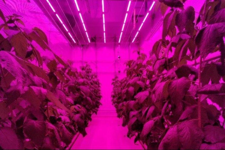 Framboos en vertical farming veelbelovend