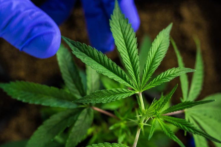 Professionele oplossingen voor de cannabisteelt Professionele oplossingen voor de cannabisteelt