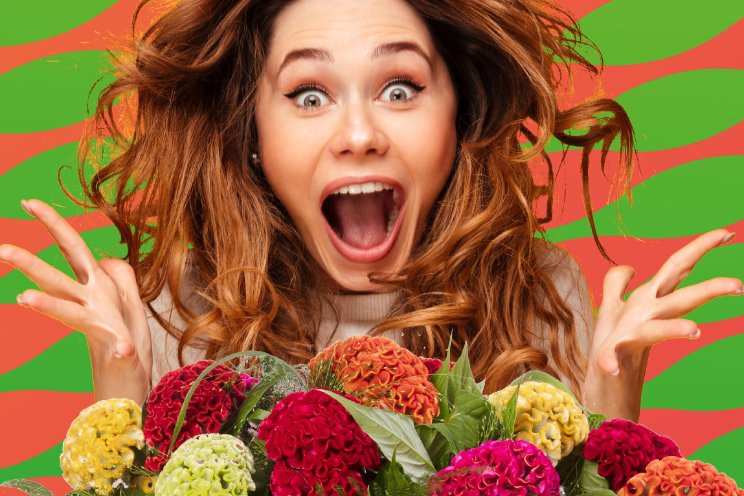 12.00 uur: KAS Live over Celosia en meer... 12.00 uur: KAS Live over Celosia en meer...