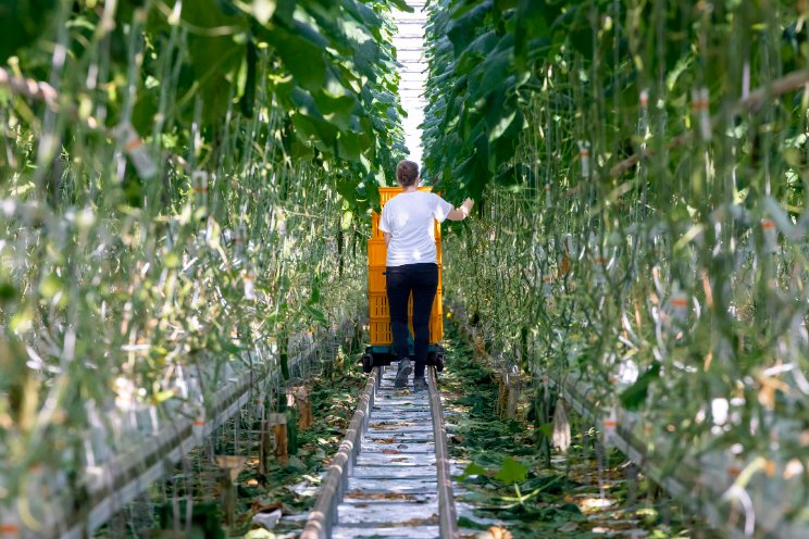 Start Katapultprogramma Greenport Horti Campus