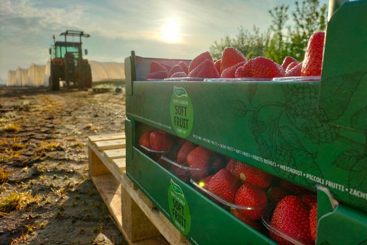 Aardbeien en bloemen: succesvolle combinatie?