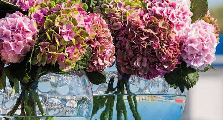 Digitale Snijhortensia catalogus 2022 online Digitale Snijhortensia catalogus 2022 online