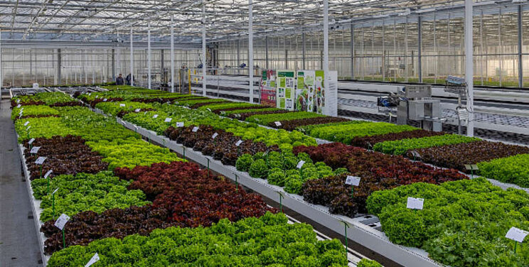 Nieuwe rassen op Hydroponic Demo Nieuwe rassen op Hydroponic Demo