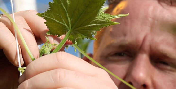 Video: Rijk Zwaan en Reijm & Zn Video: Rijk Zwaan en Reijm & Zn