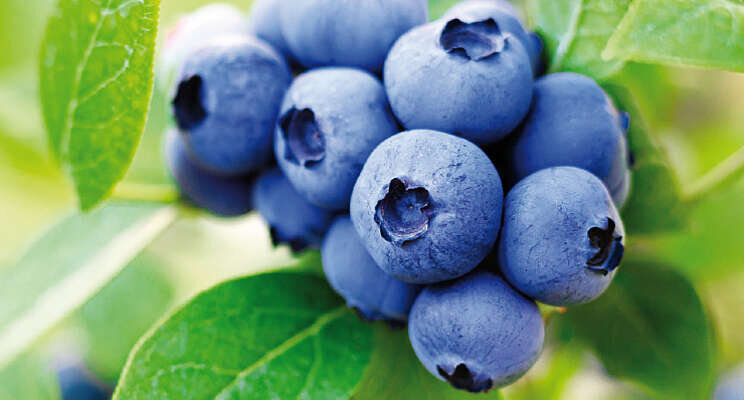 Nederlandse Blauwe bessenseizoen van start Nederlandse Blauwe bessenseizoen van start