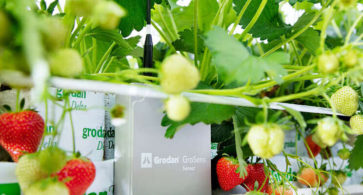 'Groot potentieel steenwol in aardbeienteelt' 'Groot potentieel steenwol in aardbeienteelt'