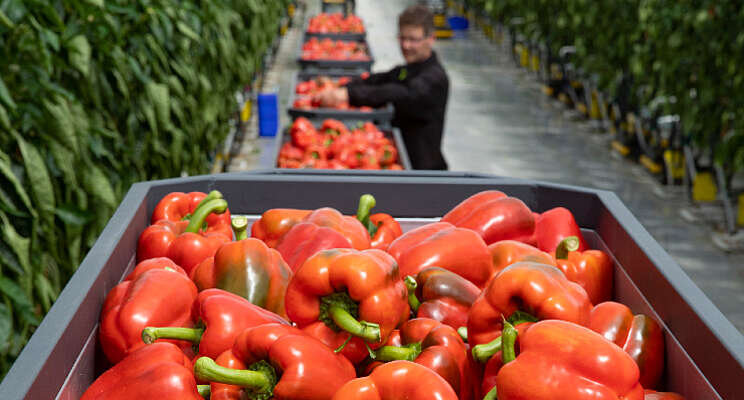 Duurzame paprika's 4Evergreen Terneuzen Duurzame paprika's 4Evergreen Terneuzen