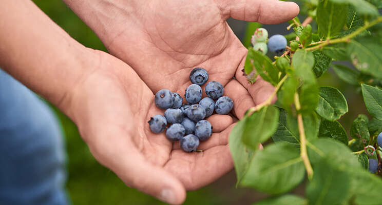 De blauwe bessen zijn weer terug bij Hoogstraten De blauwe bessen zijn weer terug bij Hoogstraten