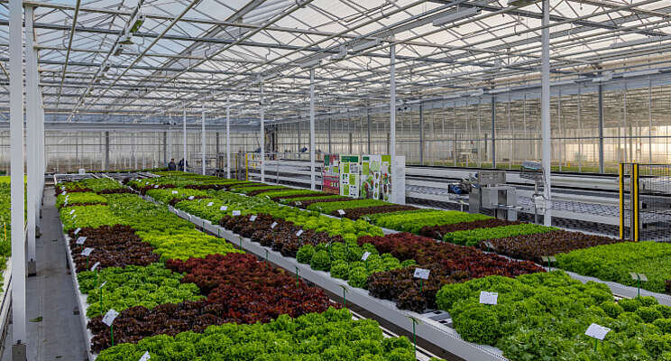 Veel nieuwe groenterassen op demo's Rijk Zwaan Veel nieuwe groenterassen op demo's Rijk Zwaan