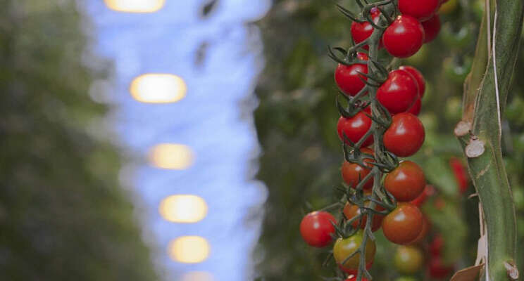 Gezocht: tomatenteler! Gezocht: tomatenteler!