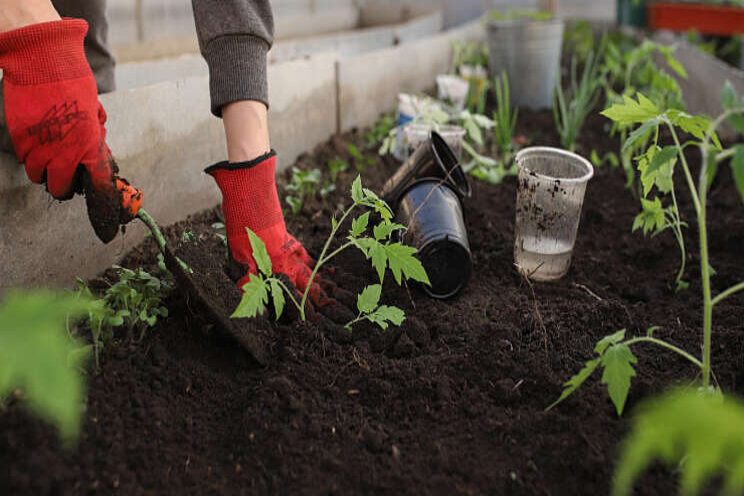 Komkommer favoriete moestuinplant in Nederland Komkommer favoriete moestuinplant in Nederland