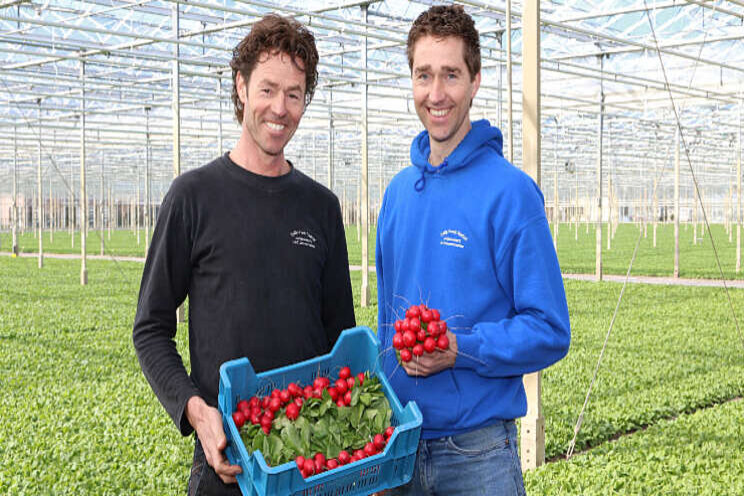 Data helpt Daily Fresh Radish bij teeltplanning Data helpt Daily Fresh Radish bij teeltplanning