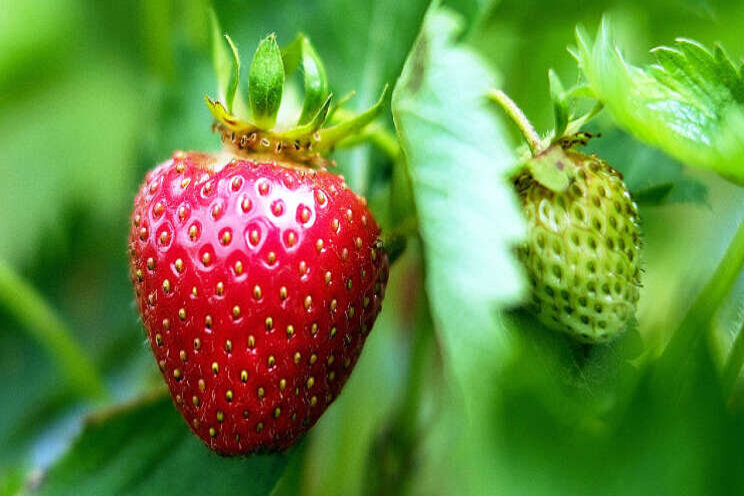 Botector effectief toepassen in aardbeien