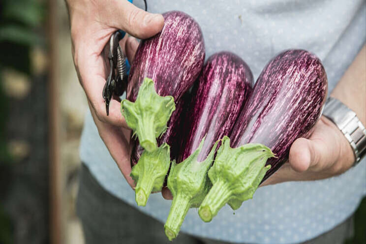 Graffiti aubergines vallen op in het groenteschap Graffiti aubergines vallen op in het groenteschap